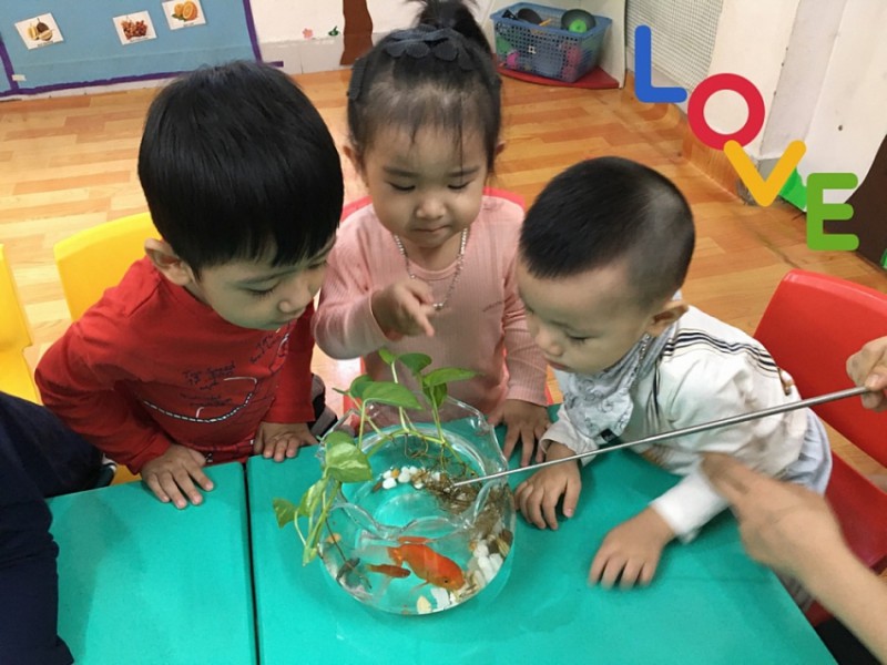 Chủ nhóm lớp mầm non Ngôi sao xanh dành tình yêu tuyệt đối cho những “ngôi sao nhỏ” chu nhom lop mam non ngoi sao xanh danh tinh yeu tuyet doi cho nhung ngoi sao nho