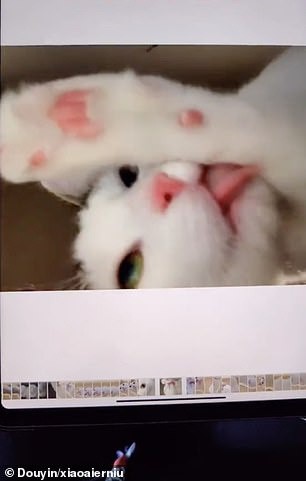 Bỏ quên iPad mở ra thấy toàn hình mèo ảnh 1 Bo quen iPad mo ra thay toan hinh meo anh 1