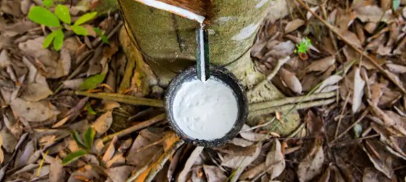 Giá cao su ngày 26/10: Thị trường ổn định phiên đầu tuần gia cao su ngay 2610 thi truong on dinh phien dau tuan