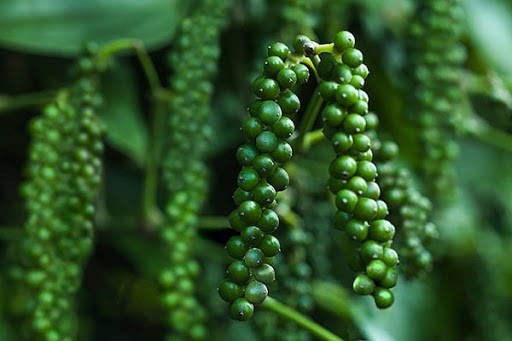 Giá hồ tiêu hôm nay 27/10: Tăng tiếp tại Tây Nguyên gia ho tieu hom nay 2710 tang tiep tai tay nguyen