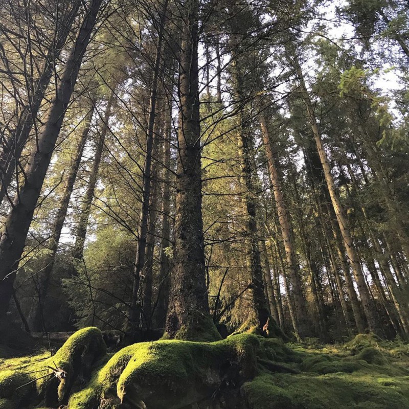 Bàn tay khổng lồ của Vyrnwy ảnh 9 Ban tay khong lo cua Vyrnwy anh 9