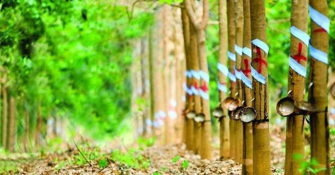 Giá cao su hôm nay 2/11: Giảm phiên đầu tuần gia cao su hom nay 211 giam phien dau tuan