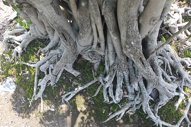 Tiêu dùng & Dư luận - Sanh cổ 'cột cờ Hà Nội' thế 'khủng' giá lên đến hơn 2 tỷ đồng (Hình 2).