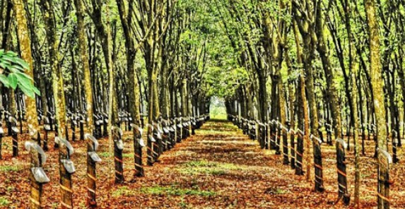 Giá cao su hôm nay 4/11: Thị trường lao dốc gia cao su hom nay 411 thi truong lao doc